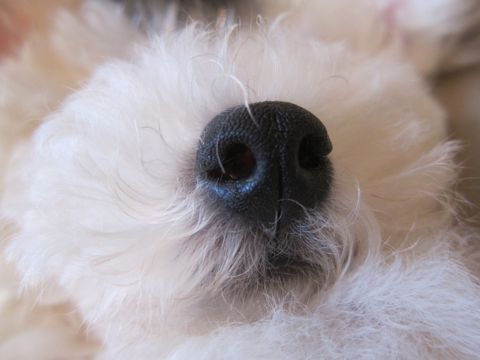 ビションフリーゼフントヒュッテ東京子犬こいぬかわいいビションフリーゼのいるお店文京区駒込ペットサロンhundehutteトリミングビションBichon Friseフランスの犬白い犬217.jpg