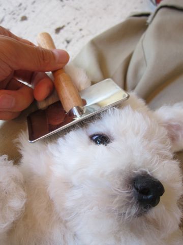 ビションフリーゼフントヒュッテ東京子犬こいぬかわいいビションフリーゼのいるお店文京区駒込ペットサロンhundehutteトリミングビションBichon Friseフランスの犬白い犬218.jpg