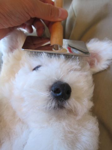 ビションフリーゼフントヒュッテ東京子犬こいぬかわいいビションフリーゼのいるお店文京区駒込ペットサロンhundehutteトリミングビションBichon Friseフランスの犬白い犬219.jpg