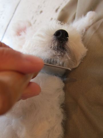 ビションフリーゼフントヒュッテ東京子犬こいぬかわいいビションフリーゼのいるお店文京区駒込ペットサロンhundehutteトリミングビションBichon Friseフランスの犬白い犬220.jpg