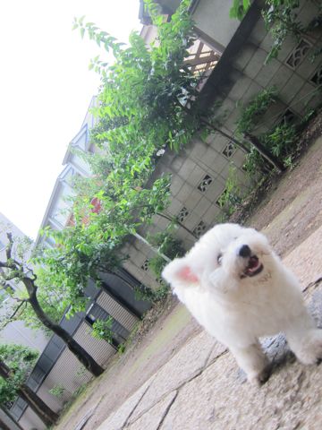 ¥Ó¥·¥ç¥ó¥Õ¥ê¡¼¥¼¥Õ¥ó¥È¥Ò¥å¥Ã¥ÆÅìµþ»Ò¸¤¤³¤¤¤Ì¤«¤ï¤¤¤¤¥Ó¥·¥ç¥ó¥Õ¥ê¡¼¥¼¤Î¤¤¤ë¤ªÅ¹Ê¸µþ¶è¶ð¹þ¥Ú¥Ã¥È¥µ¥í¥óhundehutte¥È¥ê¥ß¥ó¥°¥Ó¥·¥ç¥óBichon Frise¥Õ¥é¥ó¥¹¤Î¸¤Çò¤¤¸¤284.jpg