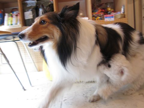シェットランドシープドッグトリミング文京区フントヒュッテ東京hundehutteシェルティサマーカット犬暑さ対策シェットランド・シープドッグカットShetland Sheepdog1.jpg