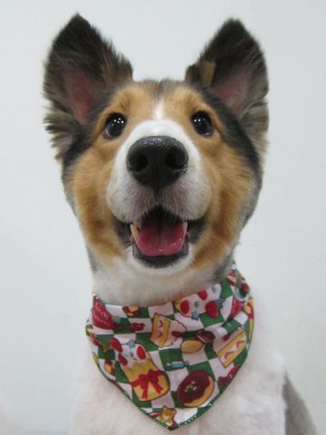 シェットランドシープドッグトリミング文京区フントヒュッテ東京hundehutteシェルティサマーカット犬暑さ対策シェットランド・シープドッグカットShetland Sheepdog2.jpg