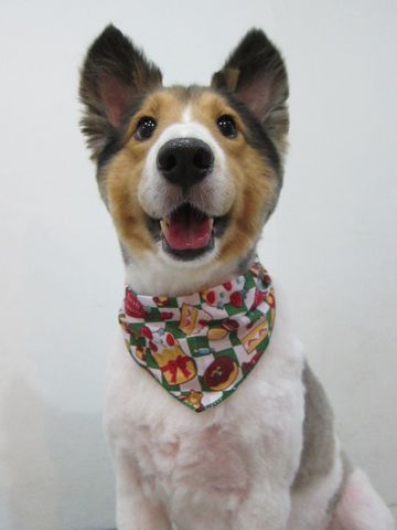 シェットランドシープドッグトリミング文京区フントヒュッテ東京hundehutteシェルティサマーカット犬暑さ対策シェットランド・シープドッグカットShetland Sheepdog3.jpg