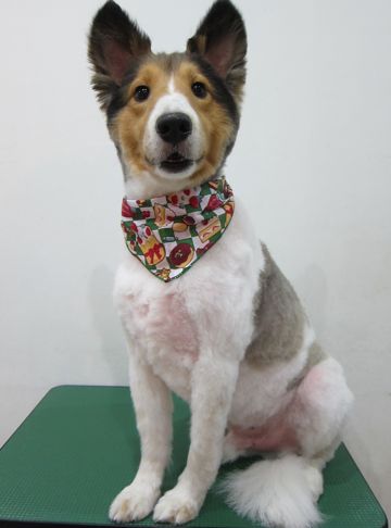 シェットランドシープドッグトリミング文京区フントヒュッテ東京hundehutteシェルティサマーカット犬暑さ対策シェットランド・シープドッグカットShetland Sheepdog4.jpg