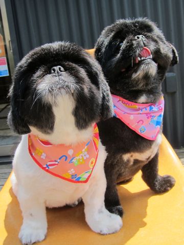 ペキニーズトリミング文京区フントヒュッテ東京ペキニーズサマーカットhundehutte本駒込かわいいペキニーズサマーカット犬暑さ対策熱中症予防短頭種黒ペキ白ペキ2.jpg