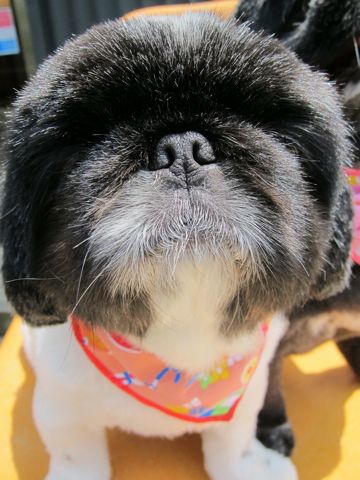 ペキニーズトリミング文京区フントヒュッテ東京ペキニーズサマーカットhundehutte本駒込かわいいペキニーズサマーカット犬暑さ対策熱中症予防短頭種黒ペキ白ペキ3.jpg