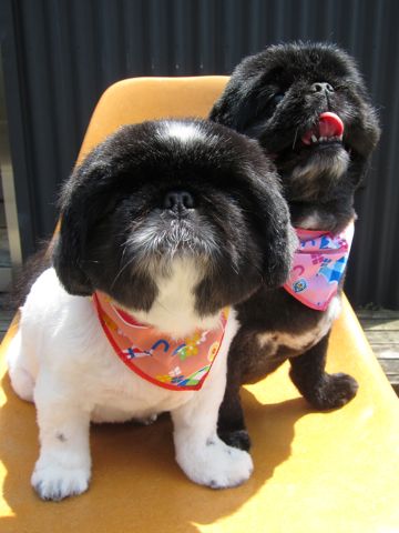 ペキニーズトリミング文京区フントヒュッテ東京ペキニーズサマーカットhundehutte本駒込かわいいペキニーズサマーカット犬暑さ対策熱中症予防短頭種黒ペキ白ペキ5.jpg