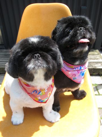 ペキニーズトリミング文京区フントヒュッテ東京ペキニーズサマーカットhundehutte本駒込かわいいペキニーズサマーカット犬暑さ対策熱中症予防短頭種黒ペキ白ペキ6.jpg