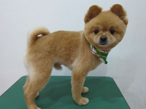 ポメラニアン柴犬カットポメラニアン柴カットポメトリミング文京区フントヒュッテトリミングサロン東京ポメラニアン柴カットhundehutte本駒込ポメラニアンオレンジ2.jpg
