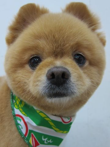 ポメラニアン柴犬カットポメラニアン柴カットポメトリミング文京区フントヒュッテトリミングサロン東京ポメラニアン柴カットhundehutte本駒込ポメラニアンオレンジ4.jpg