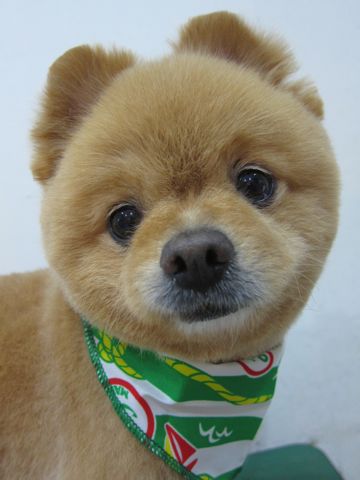 ポメラニアン柴犬カットポメラニアン柴カットポメトリミング文京区フントヒュッテトリミングサロン東京ポメラニアン柴カットhundehutte本駒込ポメラニアンオレンジ5.jpg