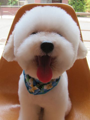 トイプードルトリミング文京区トイプードルカットモデル東京フントヒュッテ犬トイプードルまるくカット駒込hundehutte小さいトイプードルホワイトこいぬ関東2.jpg
