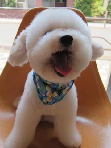 トイプードルトリミング文京区トイプードルカットモデル東京フントヒュッテ犬トイプードルまるくカット駒込hundehutte小さいトイプードルホワイトこいぬ関東3.jpg