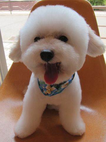 トイプードルトリミング文京区トイプードルカットモデル東京フントヒュッテ犬トイプードルまるくカット駒込hundehutte小さいトイプードルホワイトこいぬ関東4.jpg