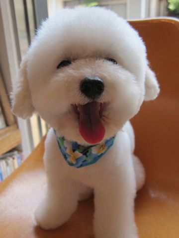 トイプードルトリミング文京区トイプードルカットモデル東京フントヒュッテ犬トイプードルまるくカット駒込hundehutte小さいトイプードルホワイトこいぬ関東5.jpg