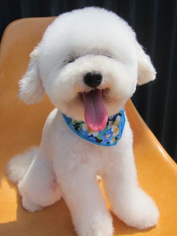 トイプードルトリミング文京区トイプードルカットモデル東京フントヒュッテ犬トイプードルまるくカット駒込hundehutte小さいトイプードルホワイトこいぬ関東6.jpg