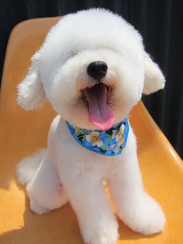 トイプードルトリミング文京区トイプードルカットモデル東京フントヒュッテ犬トイプードルまるくカット駒込hundehutte小さいトイプードルホワイトこいぬ関東7.jpg