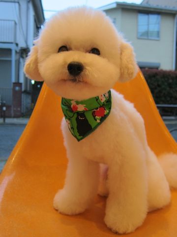 トイプードルトリミング文京区トイプードルカットモデル東京フントヒュッテ犬トイプードルまるくカット駒込hundehutte小さいトイプードルホワイトこいぬ関東8.jpg