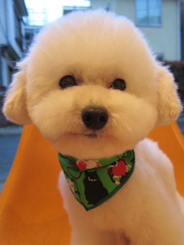 トイプードルトリミング文京区トイプードルカットモデル東京フントヒュッテ犬トイプードルまるくカット駒込hundehutte小さいトイプードルホワイトこいぬ関東9.jpg