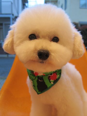 トイプードルトリミング文京区トイプードルカットモデル東京フントヒュッテ犬トイプードルまるくカット駒込hundehutte小さいトイプードルホワイトこいぬ関東10.jpg