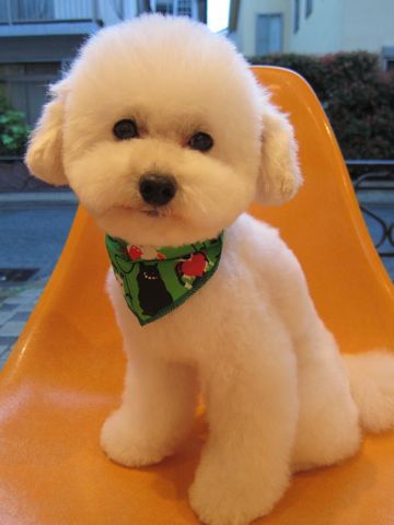 トイプードルトリミング文京区トイプードルカットモデル東京フントヒュッテ犬トイプードルまるくカット駒込hundehutte小さいトイプードルホワイトこいぬ関東11.jpg