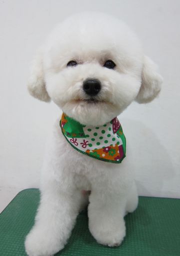 トイプードルトリミング文京区トイプードルカットモデル東京フントヒュッテ犬トイプードルまるくカット駒込hundehutte小さいトイプードルホワイトこいぬ関東12.jpg