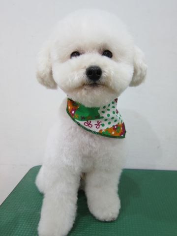 トイプードルトリミング文京区トイプードルカットモデル東京フントヒュッテ犬トイプードルまるくカット駒込hundehutte小さいトイプードルホワイトこいぬ関東13.jpg