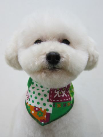 トイプードルトリミング文京区トイプードルカットモデル東京フントヒュッテ犬トイプードルまるくカット駒込hundehutte小さいトイプードルホワイトこいぬ関東14.jpg