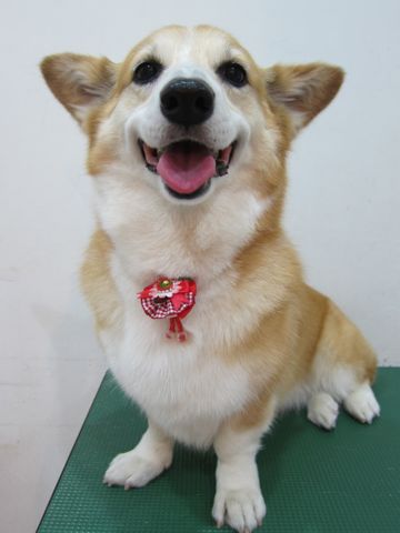 コーギートリミング文京区フントヒュッテ関東トリミングサロン駒込犬のトリミングペットサロンhundehutte文京区コーギーシャンプーコーギー部分カットお尻桃尻カット1.jpg