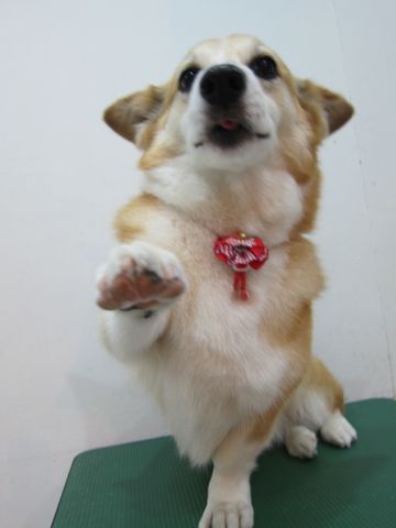 コーギートリミング文京区フントヒュッテ関東トリミングサロン駒込犬のトリミングペットサロンhundehutte文京区コーギーシャンプーコーギー部分カットお尻桃尻カット2.jpg