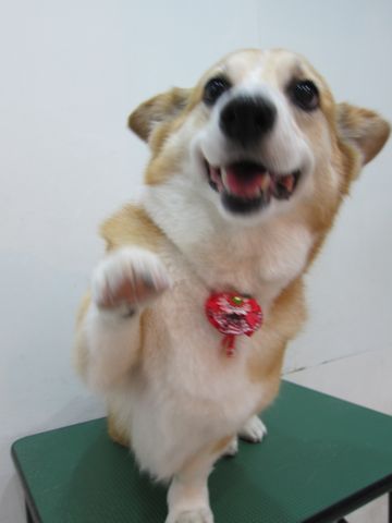 コーギートリミング文京区フントヒュッテ関東トリミングサロン駒込犬のトリミングペットサロンhundehutte文京区コーギーシャンプーコーギー部分カットお尻桃尻カット3.jpg