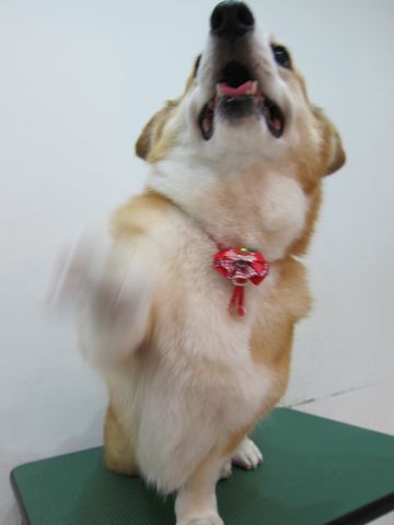 コーギートリミング文京区フントヒュッテ関東トリミングサロン駒込犬のトリミングペットサロンhundehutte文京区コーギーシャンプーコーギー部分カットお尻桃尻カット4.jpg