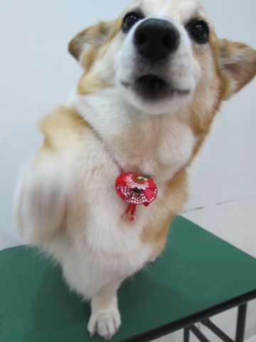 コーギートリミング文京区フントヒュッテ関東トリミングサロン駒込犬のトリミングペットサロンhundehutte文京区コーギーシャンプーコーギー部分カットお尻桃尻カット5.jpg