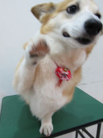 コーギートリミング文京区フントヒュッテ関東トリミングサロン駒込犬のトリミングペットサロンhundehutte文京区コーギーシャンプーコーギー部分カットお尻桃尻カット6.jpg