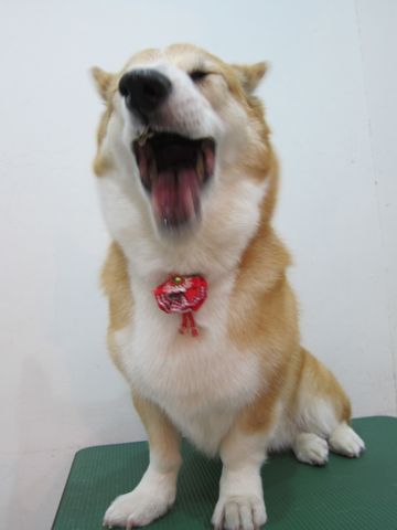コーギートリミング文京区フントヒュッテ関東トリミングサロン駒込犬のトリミングペットサロンhundehutte文京区コーギーシャンプーコーギー部分カットお尻桃尻カット7.jpg