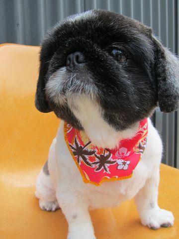 ペキニーズトリミング文京区フントヒュッテ東京ペキニーズサマーカットhundehutte本駒込かわいいペキニーズサマーカット犬暑さ対策熱中症予防短頭種黒ペキ白ペキc.jpg