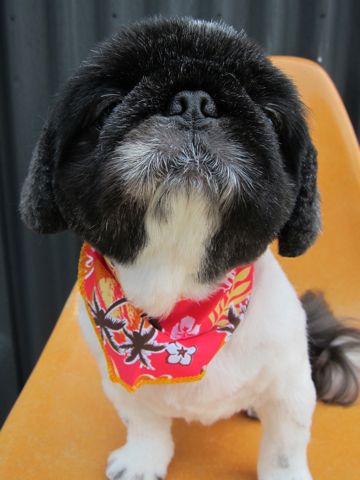 ペキニーズトリミング文京区フントヒュッテ東京ペキニーズサマーカットhundehutte本駒込かわいいペキニーズサマーカット犬暑さ対策熱中症予防短頭種黒ペキ白ペキd.jpg