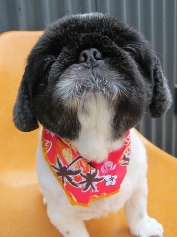 ペキニーズトリミング文京区フントヒュッテ東京ペキニーズサマーカットhundehutte本駒込かわいいペキニーズサマーカット犬暑さ対策熱中症予防短頭種黒ペキ白ペキe.jpg