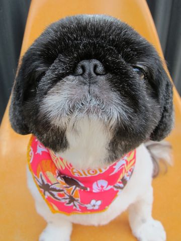 ペキニーズトリミング文京区フントヒュッテ東京ペキニーズサマーカットhundehutte本駒込かわいいペキニーズサマーカット犬暑さ対策熱中症予防短頭種黒ペキ白ペキf.jpg