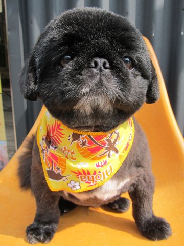 ペキニーズトリミング文京区フントヒュッテ東京ペキニーズサマーカットhundehutte本駒込かわいいペキニーズサマーカット犬暑さ対策熱中症予防短頭種黒ペキ白ペキh.jpg