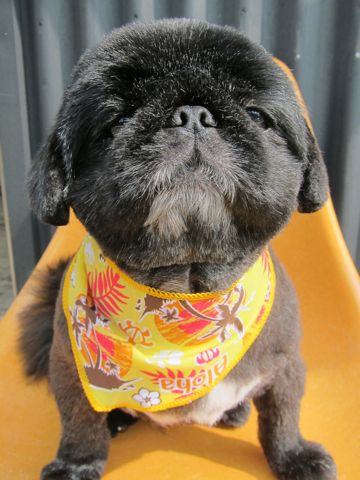 ペキニーズトリミング文京区フントヒュッテ東京ペキニーズサマーカットhundehutte本駒込かわいいペキニーズサマーカット犬暑さ対策熱中症予防短頭種黒ペキ白ペキi.jpg