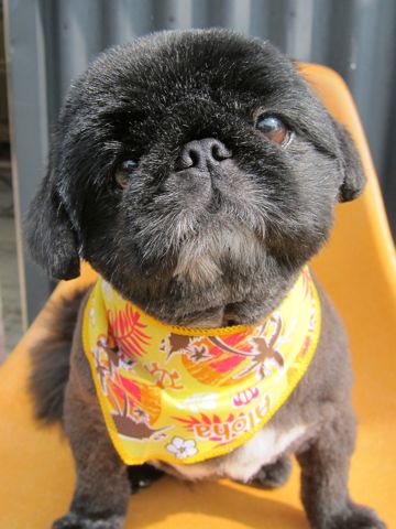 ペキニーズトリミング文京区フントヒュッテ東京ペキニーズサマーカットhundehutte本駒込かわいいペキニーズサマーカット犬暑さ対策熱中症予防短頭種黒ペキ白ペキj.jpg