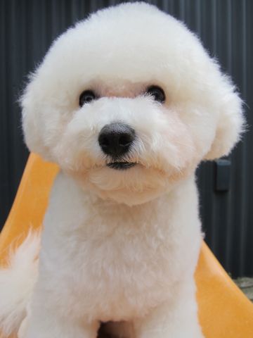 ビションフリーゼトリミング文京区フントヒュッテトリミングサロン東京ビションフリーゼカットスタイルモデル犬ハーブパック効果ペットサロン駒込犬歯磨き65c.jpg