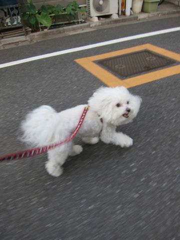 ホテル犬おあずかりペットホテル文京区ビションフリーゼトリミングフントヒュッテ東京トリミングサロンビションカット関東hundehutteかわいいビション1.jpg