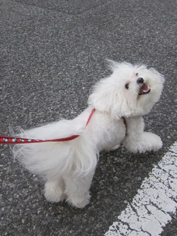 ホテル犬おあずかりペットホテル文京区ビションフリーゼトリミングフントヒュッテ東京トリミングサロンビションカット関東hundehutteかわいいビション2.jpg