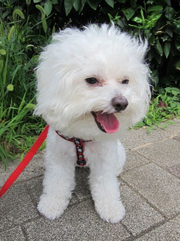 ホテル犬おあずかりペットホテル文京区ビションフリーゼトリミングフントヒュッテ東京トリミングサロンビションカット関東hundehutteかわいいビション10.jpg