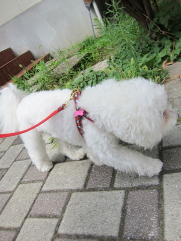 ホテル犬おあずかりペットホテル文京区ビションフリーゼトリミングフントヒュッテ東京トリミングサロンビションカット関東hundehutteかわいいビション11.jpg