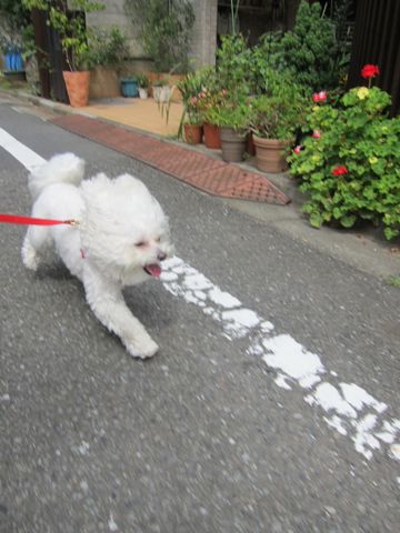 ホテル犬おあずかりペットホテル文京区ビションフリーゼトリミングフントヒュッテ東京トリミングサロンビションカット関東hundehutteかわいいビション12.jpg