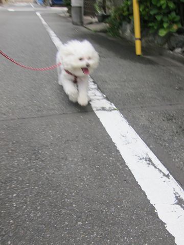 ホテル犬おあずかりペットホテル文京区ビションフリーゼトリミングフントヒュッテ東京トリミングサロンビションカット関東hundehutteかわいいビション13.jpg